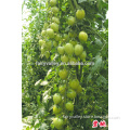 Hybrid Cherry tomato seeds for growing-Little Jade